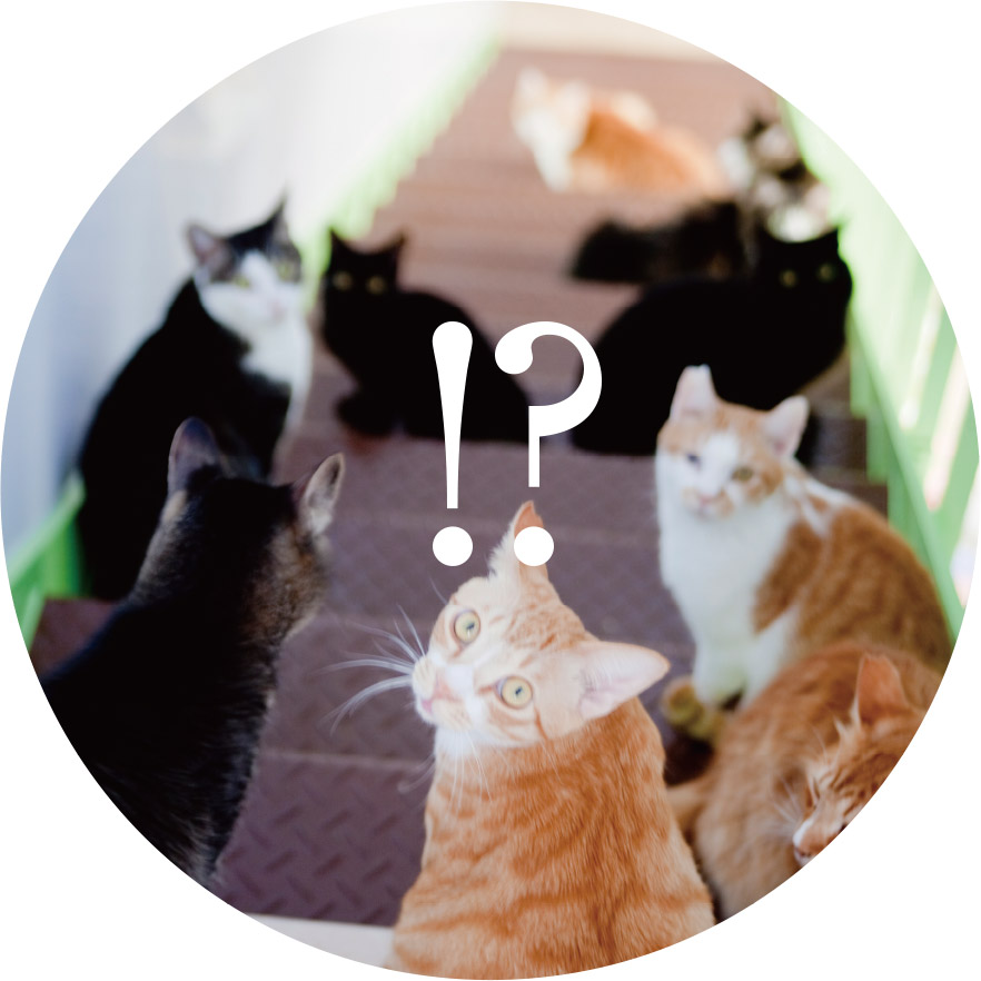 もしもの時、猫のために遺す。