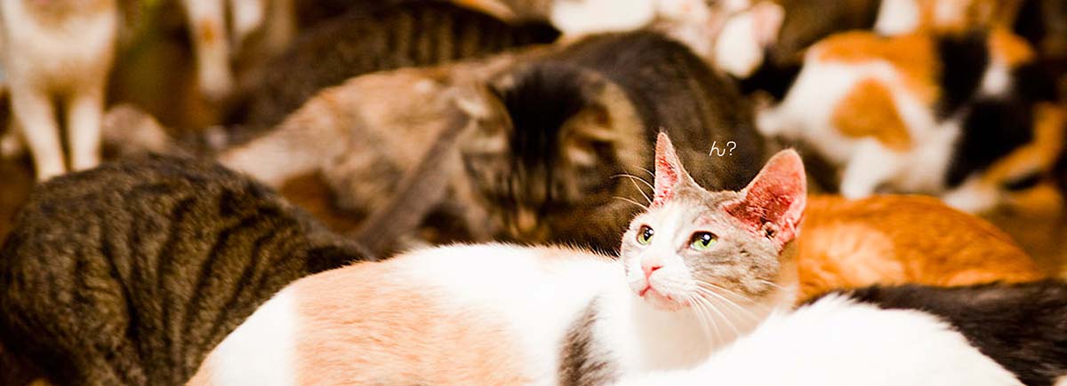 里親を随時募集しています。