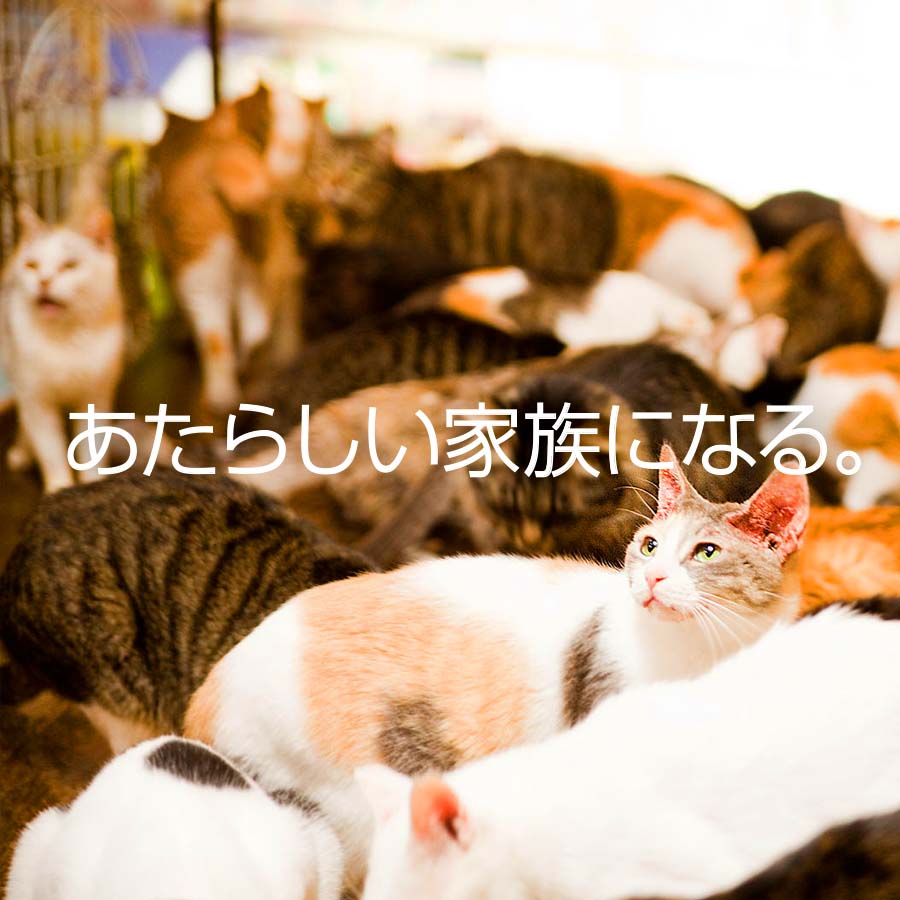 あたらしい家族になる。