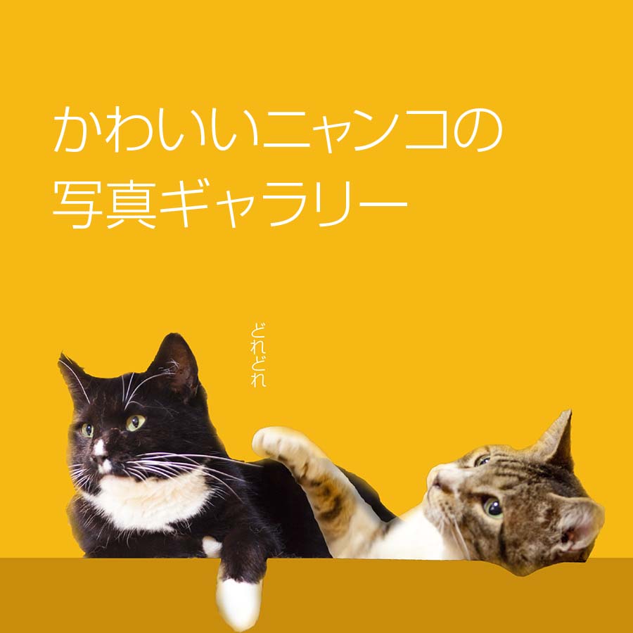 かわいいニャンコの写真ギャラリー