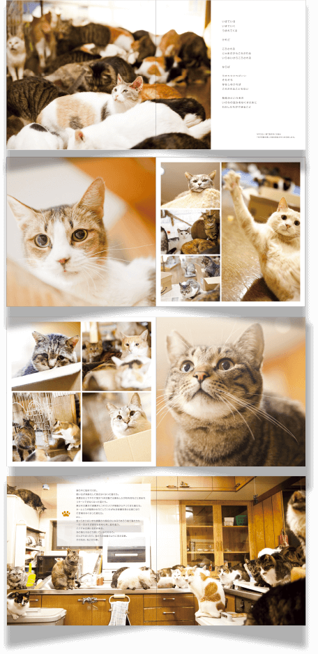 ねこだら家　ーすて猫たちの写真集ー