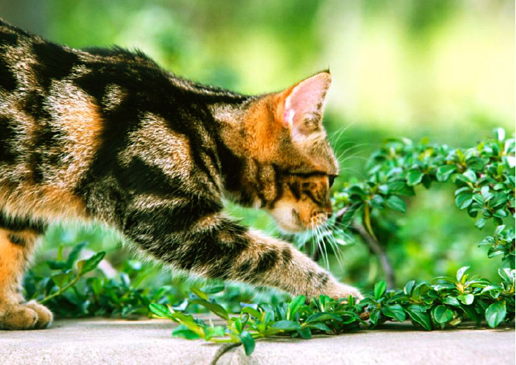 外でのネコの行動を知っていますか。