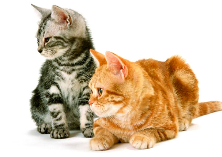 避妊去勢をしましょう。