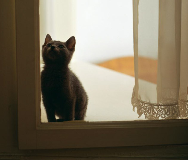 室内飼いのススメ