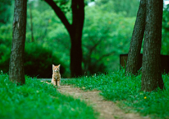 捨て猫は絶対にやめましょう！