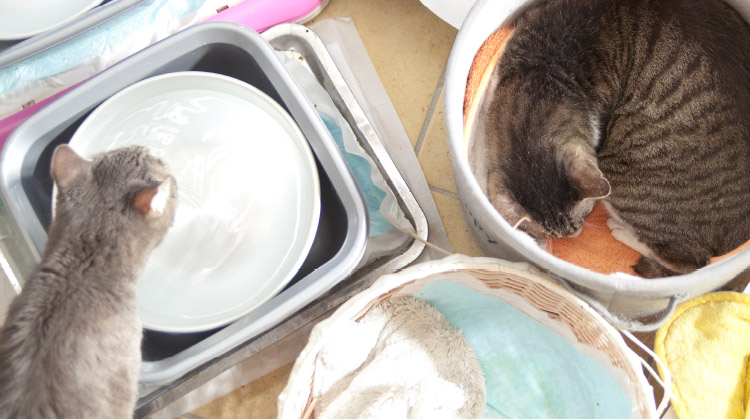 飲み水も忘れないで。