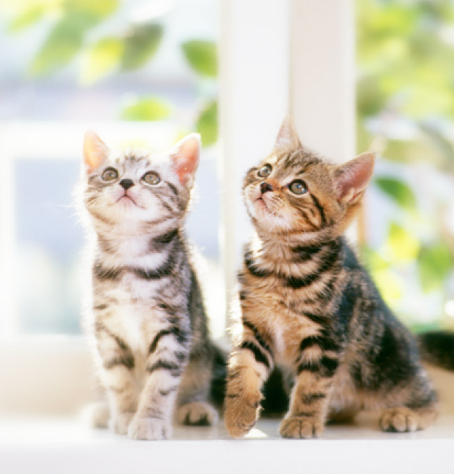 同じ志を持つ仲間を集めて