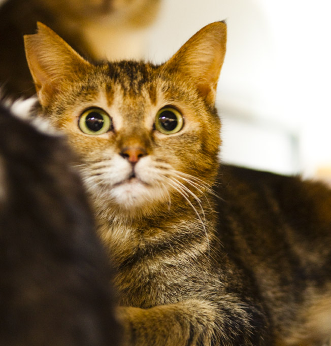 命の大切さを知って欲しい。