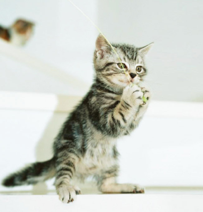 不幸な猫たちが増えませんように。