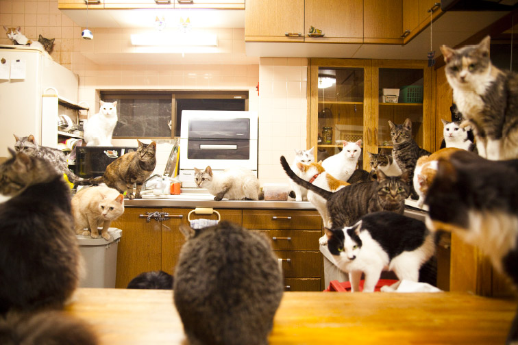 飼えないのなら、ふやさない !!